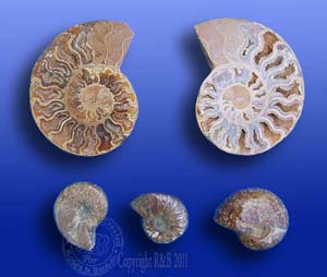 Ammonite